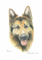 Coloured Pencil Drawing Police Dog